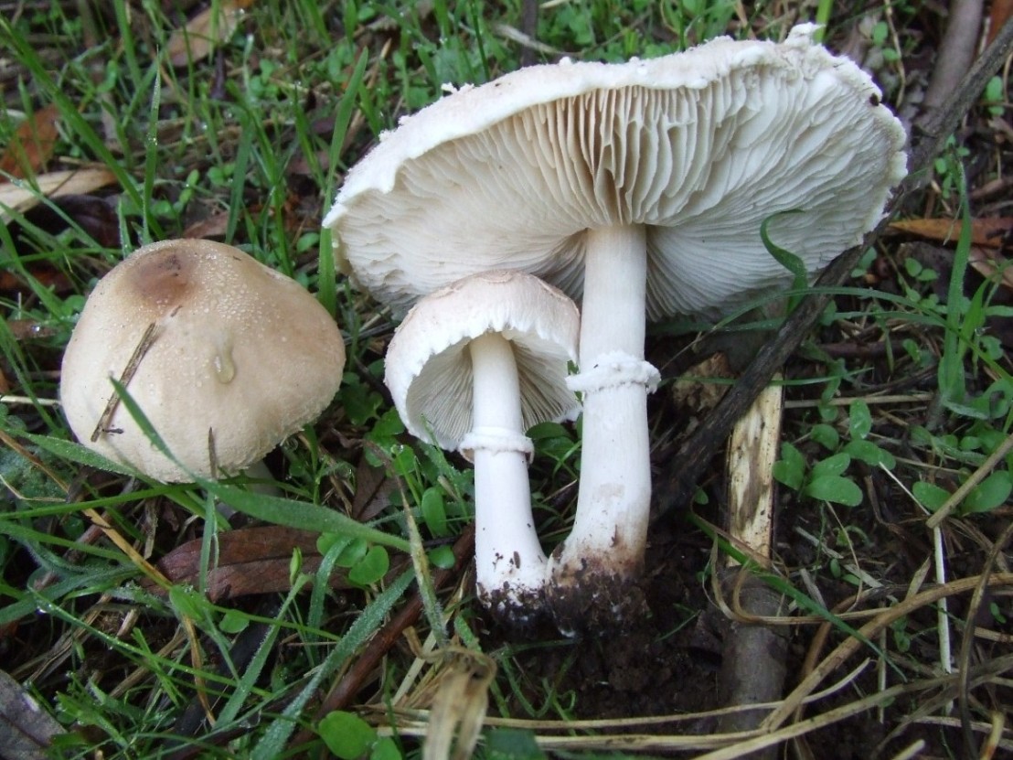 Fungo Bianco Molto Diffuso In Italia