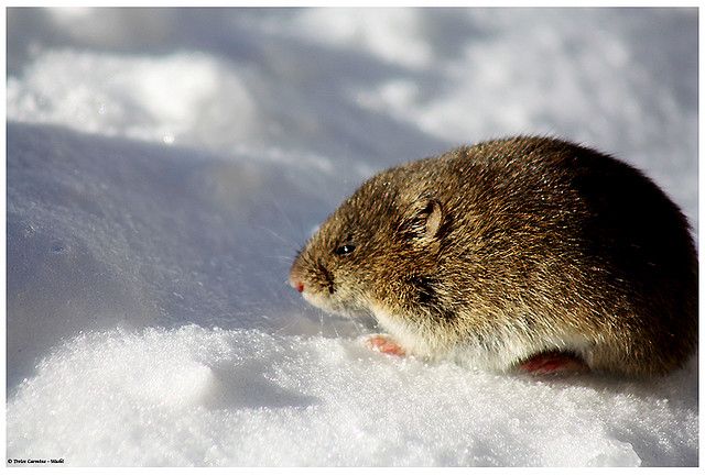 Arvicola delle nevi (Chionomys nivalis)