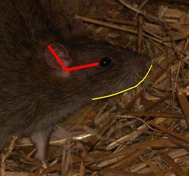 Colorazione Rattus norvegicus