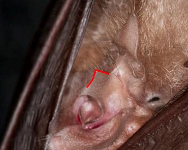 Rhinolophus hipposideros (GE)