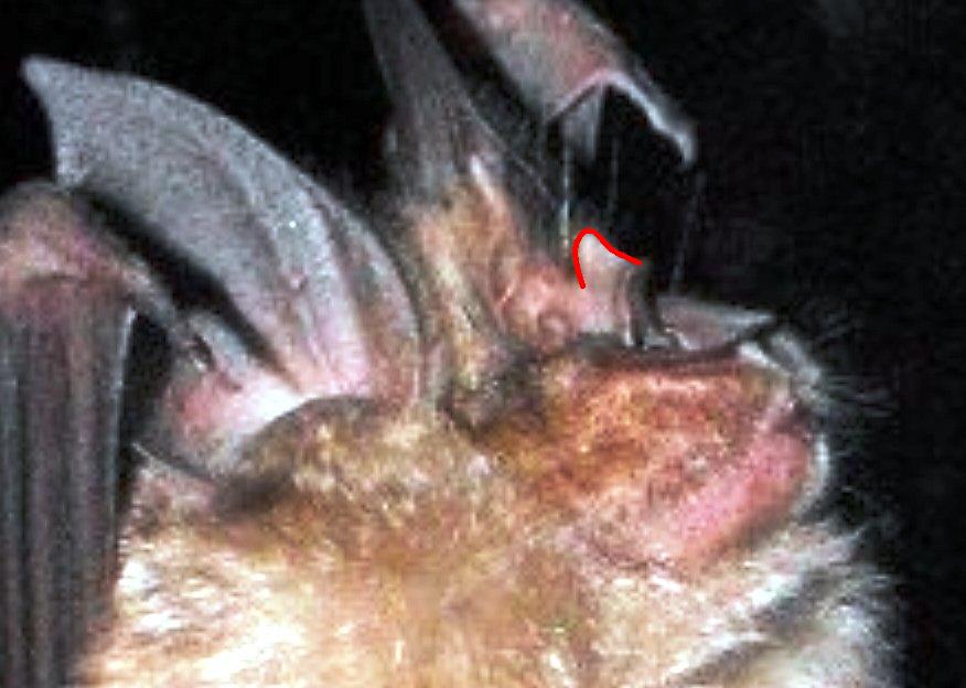 Rhinolophus ferrumequinum - Val Graveglia (GE)