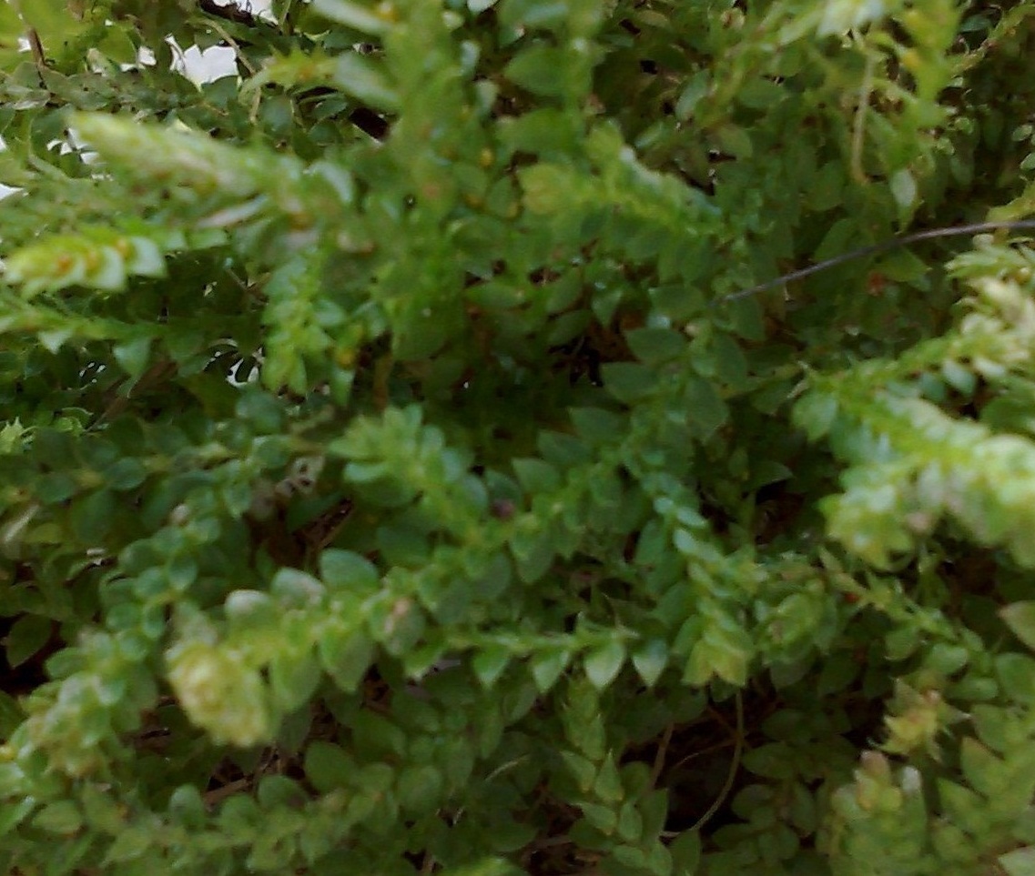 Identificazione Muschi