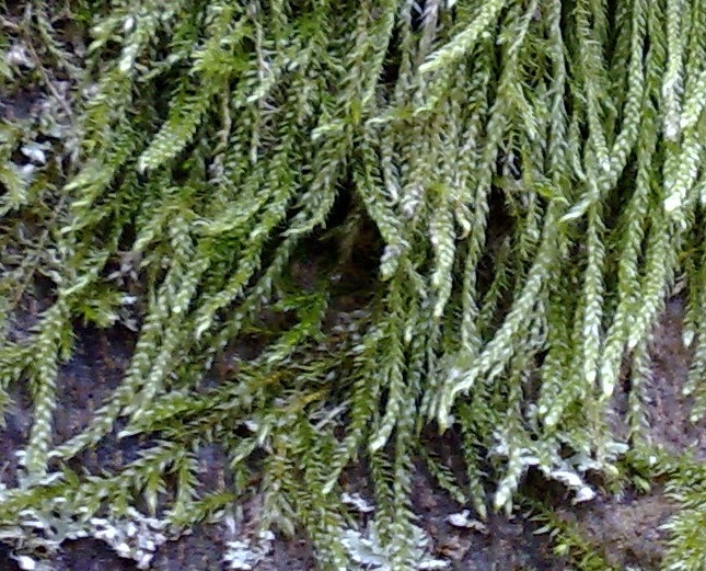 Identificazione Muschi