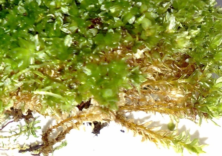 Identificazione Muschi