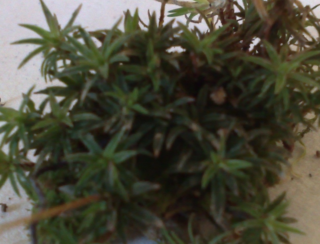 Identificazione Muschi