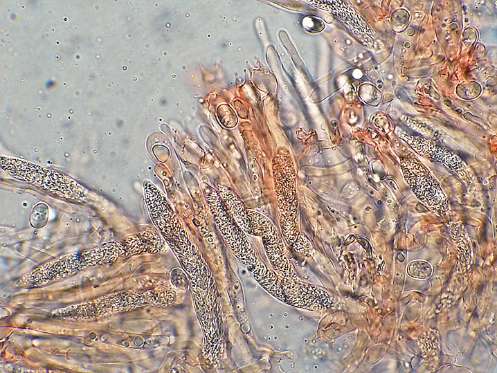 Gloiothele lactescens (Berk.) Hjortstam