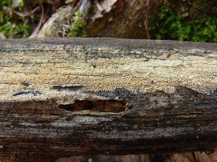 cfr. Mycoacia fuscoatra (Fr.) Donk (Schizopora paradoxa)