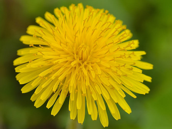 Colori e forme della natura