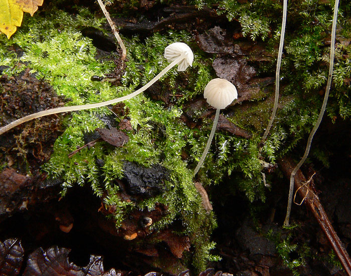 Mycena
