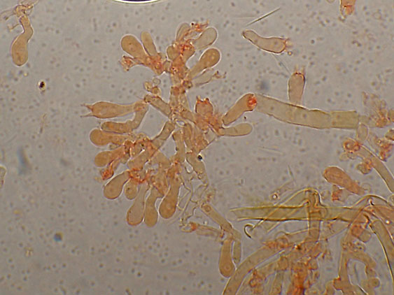 Scytinostromella olivaceoalba?(Leptosporomyces fuscostratus)
