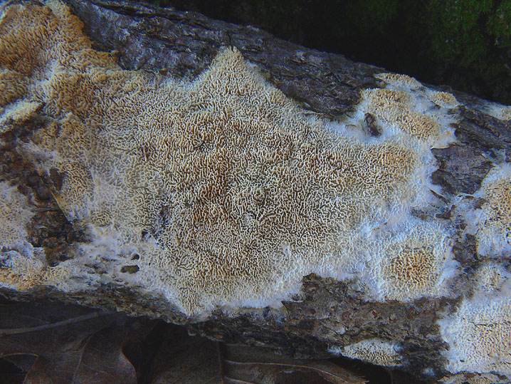 Sovrapposizione di croste? - foto 2828 (Scopuloides rimosa)