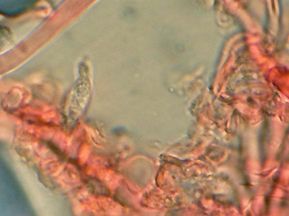 Raccolta da identificare (Heterobasidion abietinum)