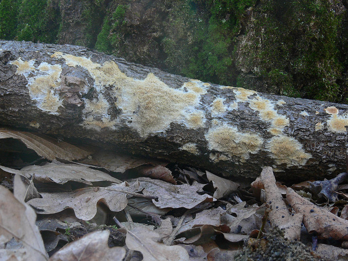 Sovrapposizione di croste? - foto 2828 (Scopuloides rimosa)
