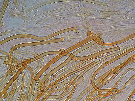 Scytinostromella olivaceoalba?(Leptosporomyces fuscostratus)