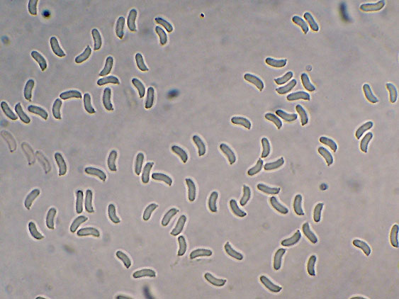 Antrodia xantha