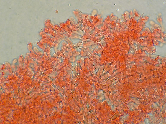 Scytinostromella olivaceoalba?(Leptosporomyces fuscostratus)