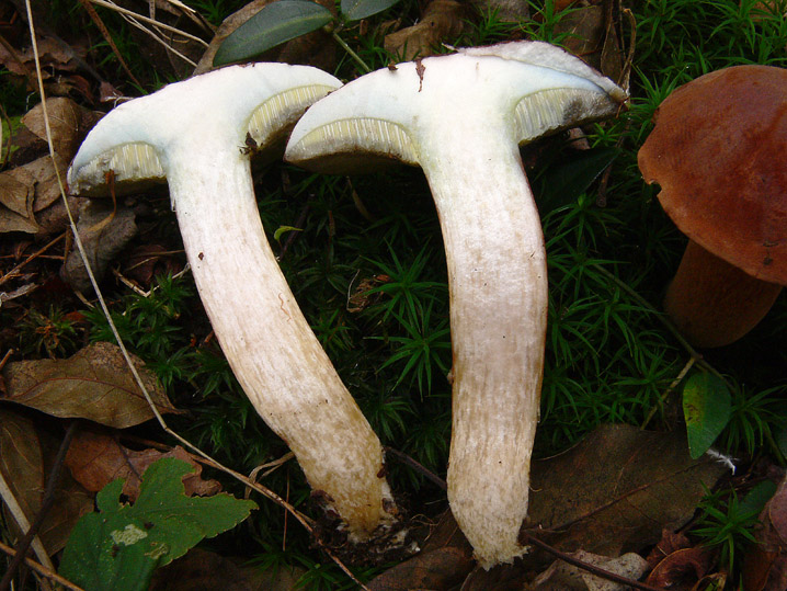 Xerocomus subtomentosus?