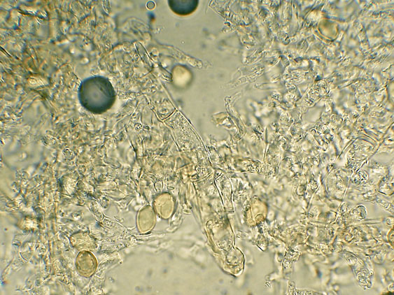 Da determinare (Coniophora arida)