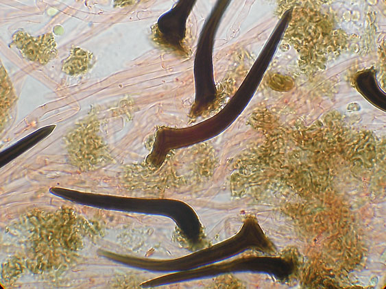 Scytinostromella olivaceoalba?(Leptosporomyces fuscostratus)