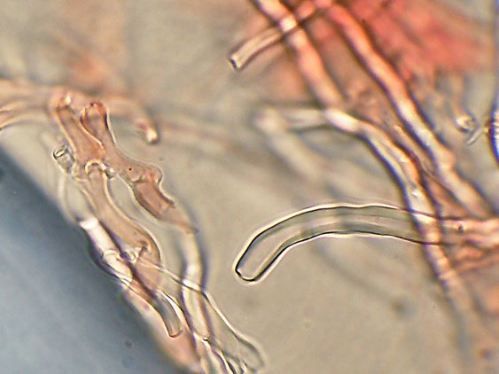 Antrodia xantha