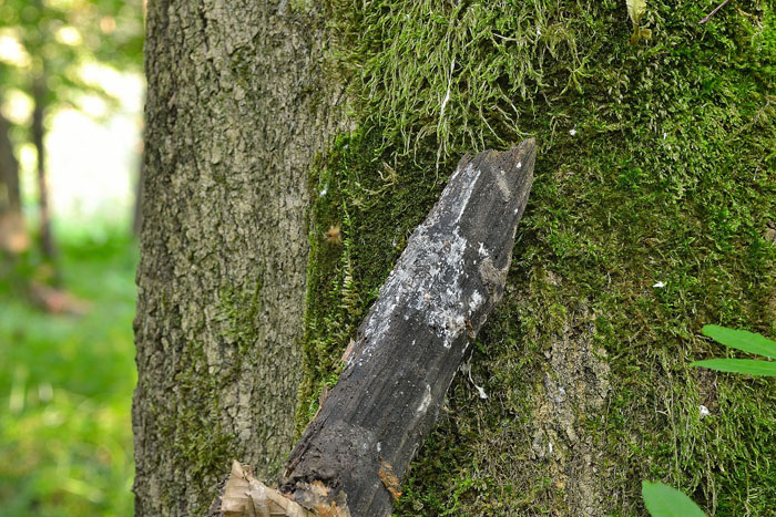 Raccolta N.260512TC1621 (Sistotremastrum suecicum)