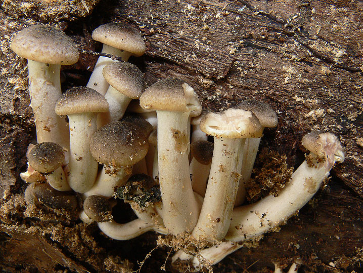 Armillaria