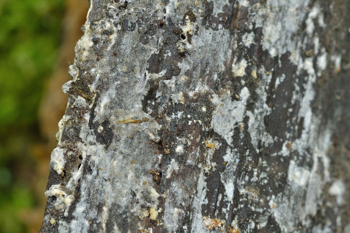 Raccolta N.260512TC1621 (Sistotremastrum suecicum)