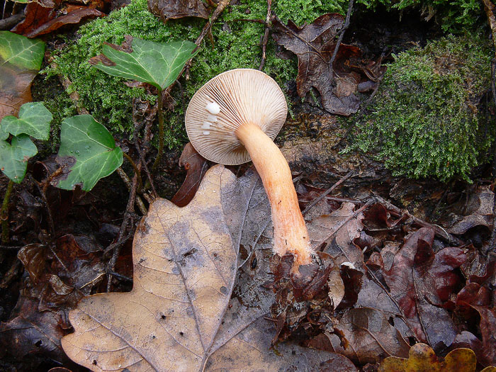 Lactarius decipiens?