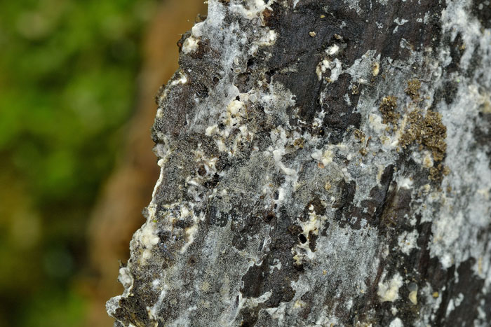 Raccolta N.260512TC1621 (Sistotremastrum suecicum)