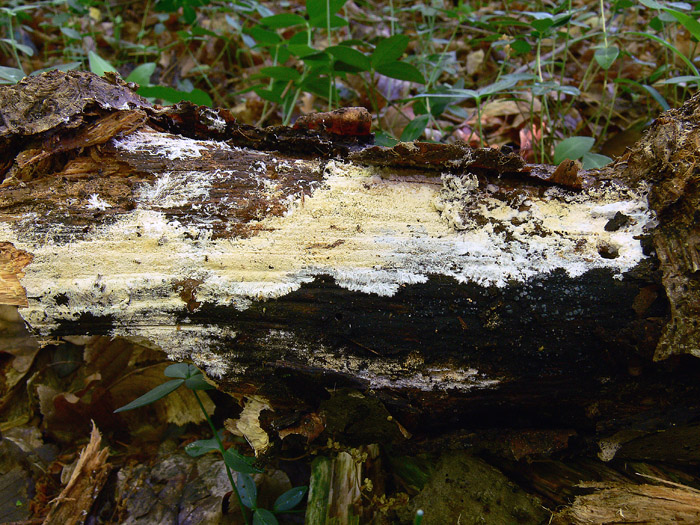 Trechispora alnicola (Bourdot & Galzin) Liberta