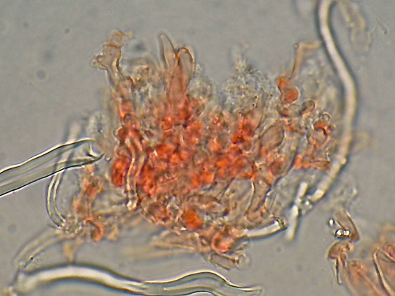 Antrodia xantha