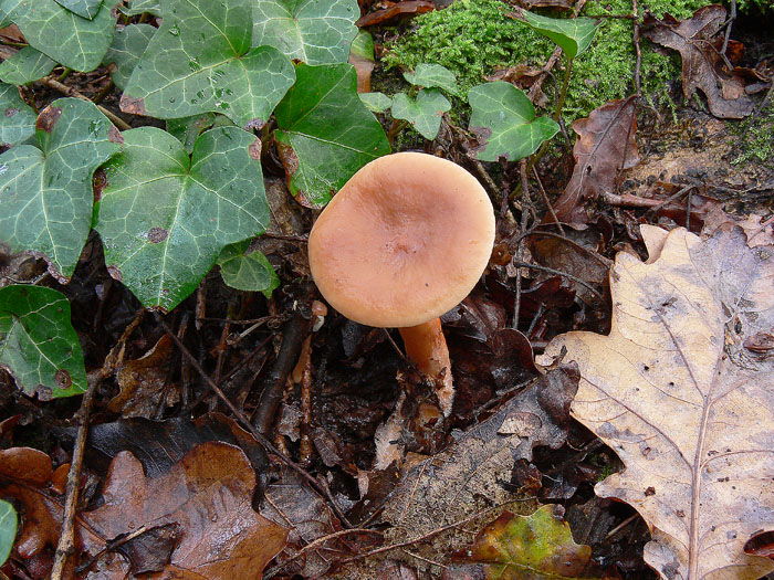Lactarius decipiens?