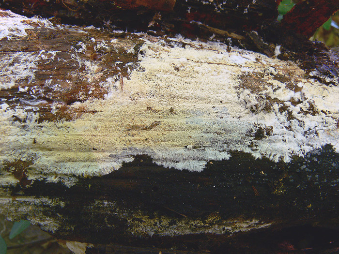 Trechispora alnicola (Bourdot & Galzin) Liberta