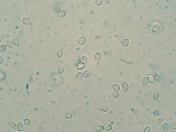 Gloiothele lactescens (Berk.) Hjortstam