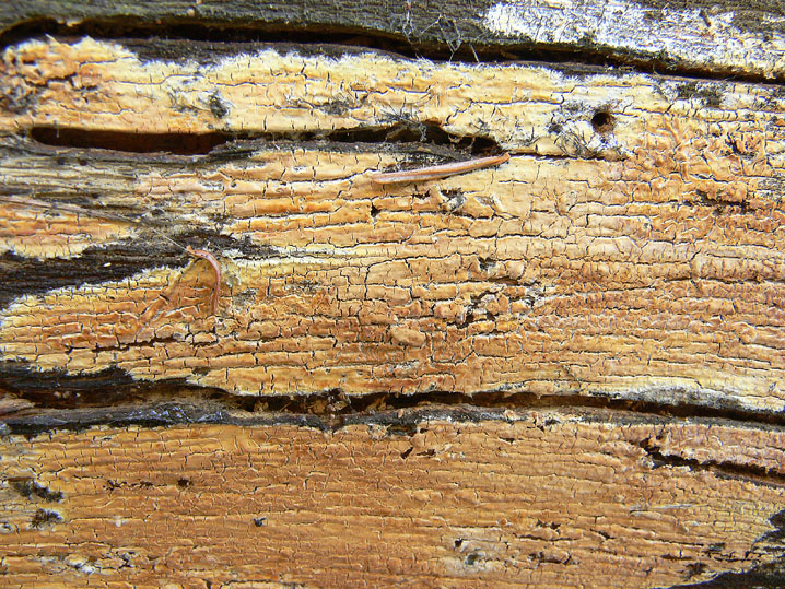 Crosta gialla da deter. - foto 3951(Phlebiopsis ravenelii)