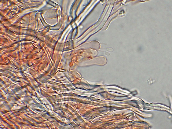 Antrodia xantha