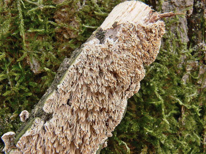 Polyporo su leccio
