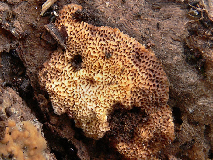 Da determinare (Perenniporia subacida?)