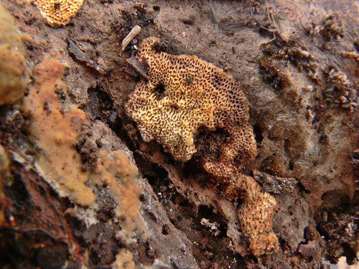 Da determinare (Perenniporia subacida?)