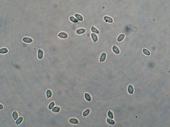 Scytinostromella olivaceoalba?(Leptosporomyces fuscostratus)