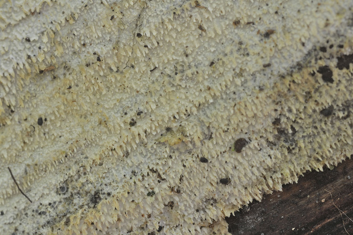 Raccolta N. 250412TC2233 (Mycoaciella bispora)