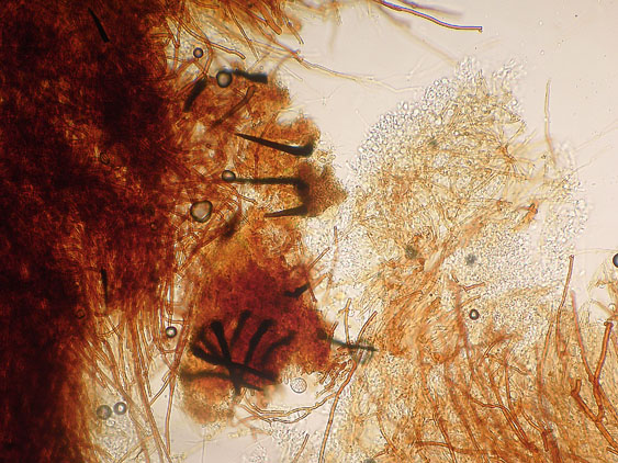 Scytinostromella olivaceoalba?(Leptosporomyces fuscostratus)