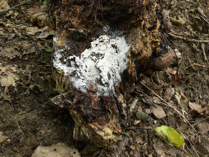 Tomentellopsis?