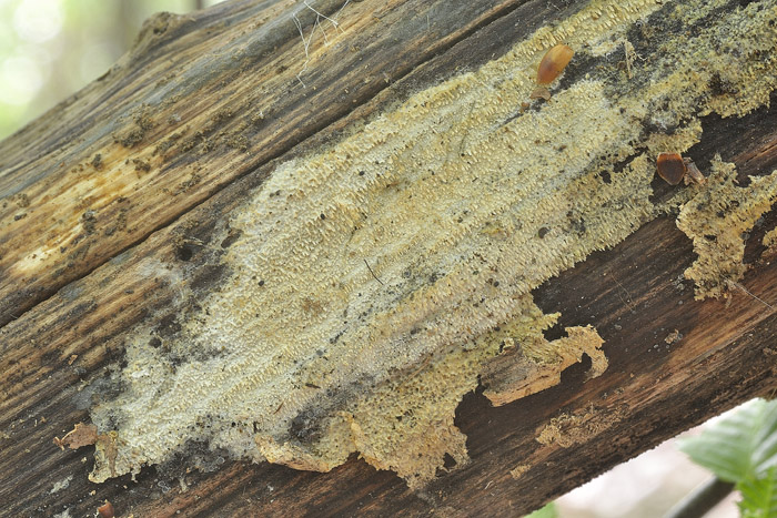 Raccolta N. 250412TC2233 (Mycoaciella bispora)