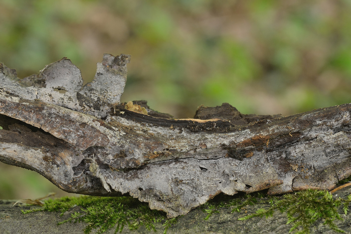 Tulasnella eichleriana ?