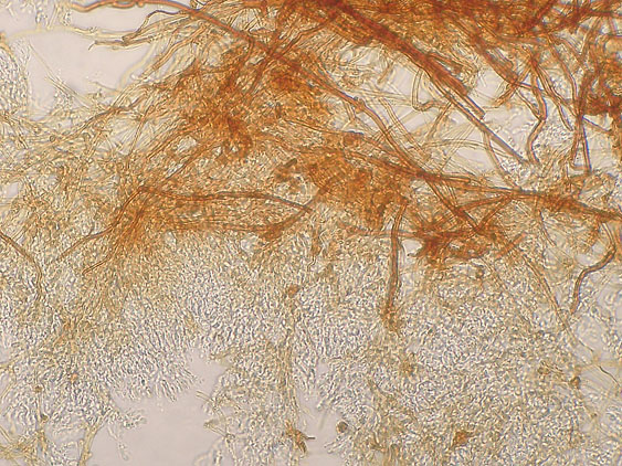 Scytinostromella olivaceoalba?(Leptosporomyces fuscostratus)