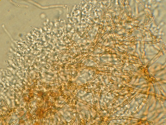 Scytinostromella olivaceoalba?(Leptosporomyces fuscostratus)