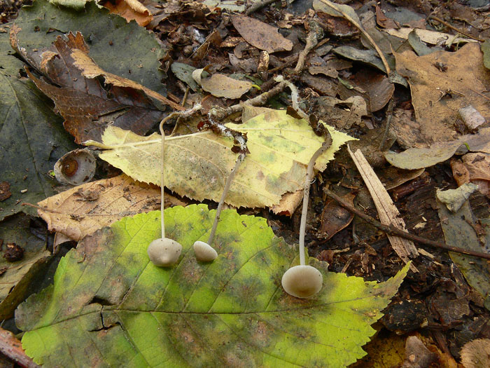 Mycena