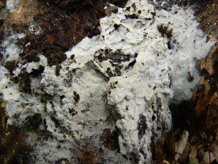 Tomentellopsis?