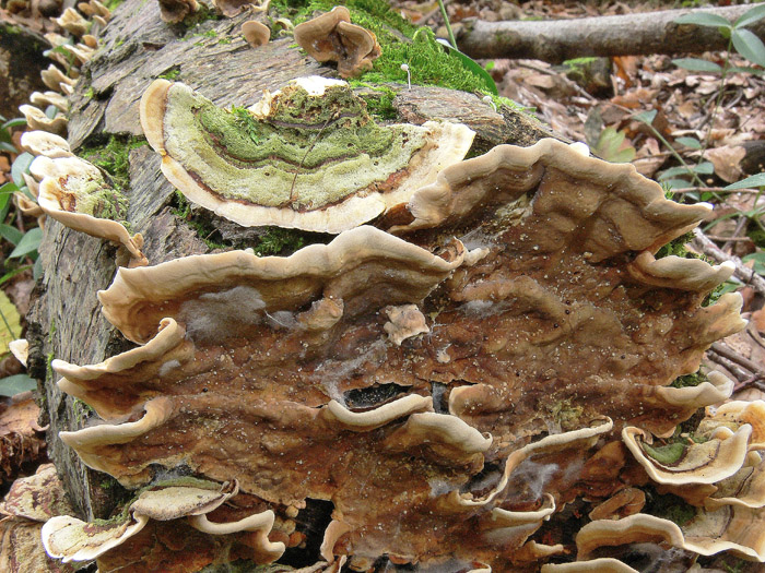 Stereum sp. (Stereum insignitum)